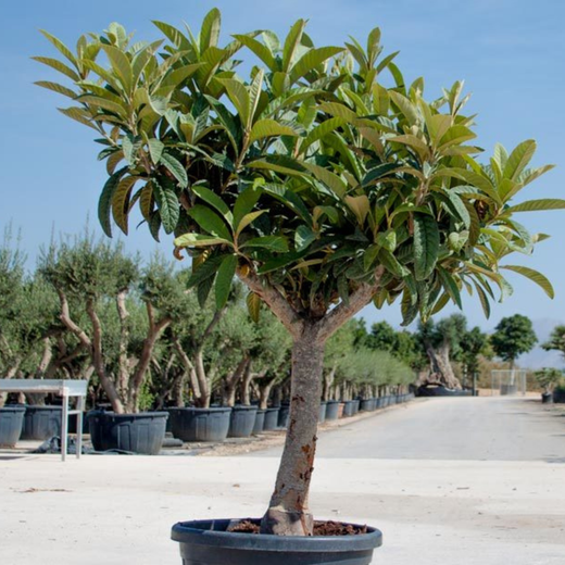 Grandes baldes pretos para plantas de 500 L