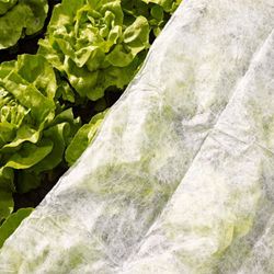 Velo de hibernación, malla protectora para plantas